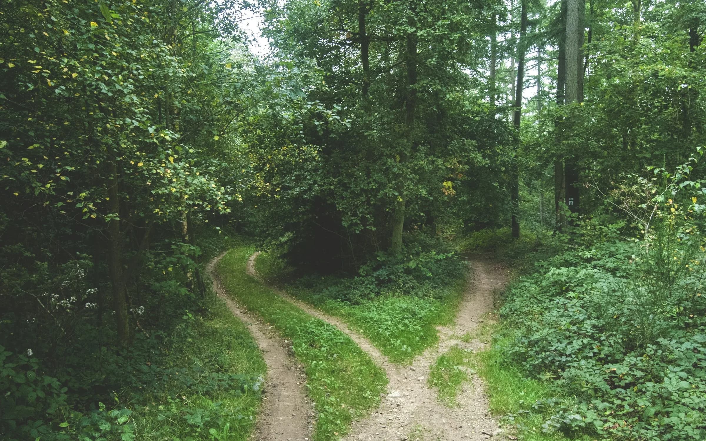 Een zandpad in een groen bos dat zich splitst in twee paden die in verschillende richtingen wegbuigen